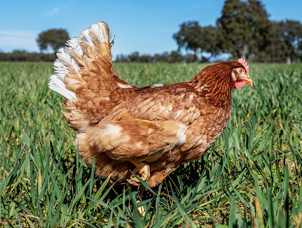 Comprometidos con el bienestar animal y con el medio ambiente.