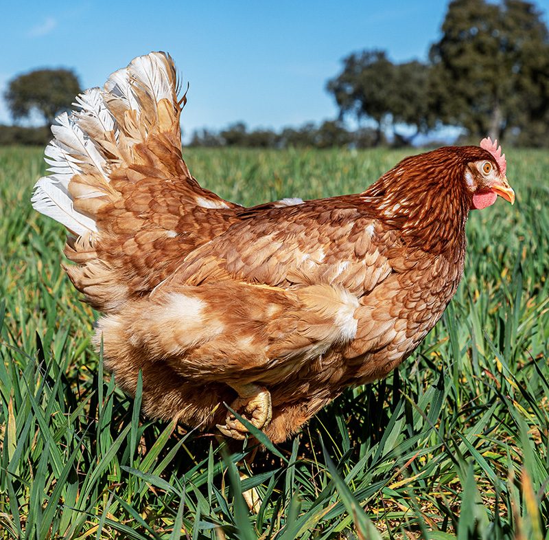 Comprometidos con el bienestar animal y con el medio ambiente.